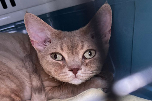 Кіт девон-рекс з розплідника Twin Star у Харкові